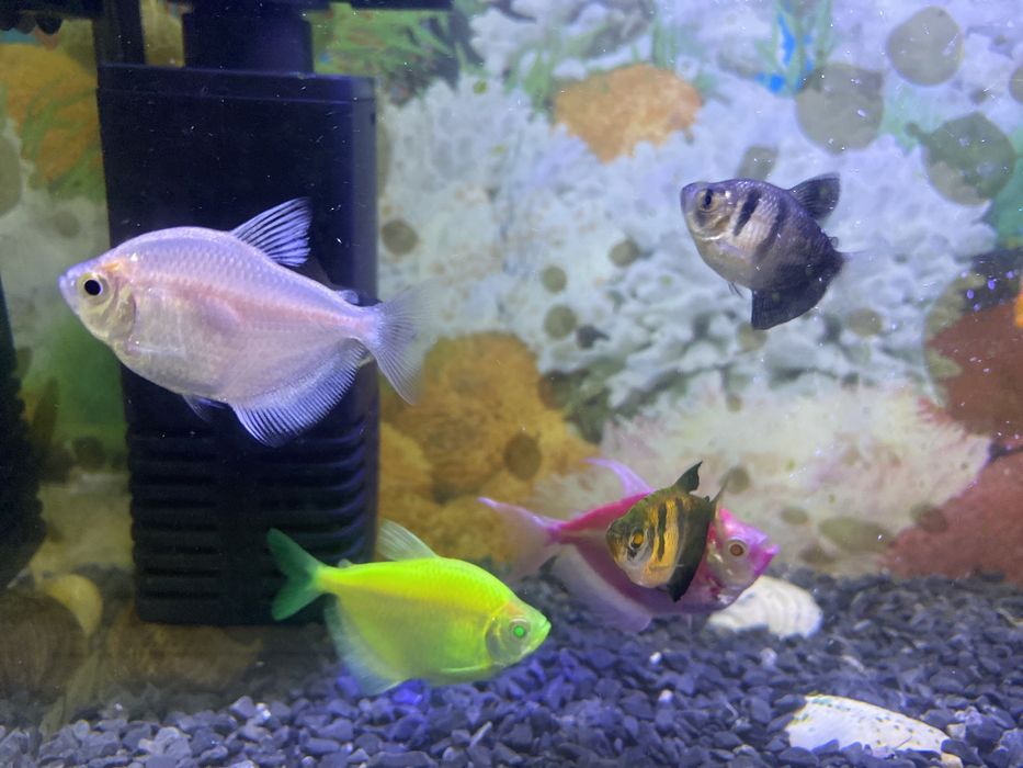 Продам рыбу аквариумный