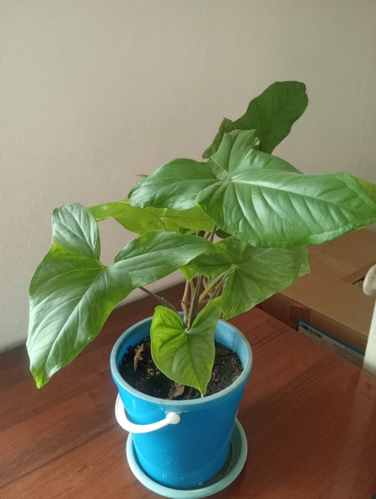 Домашние Цветы...