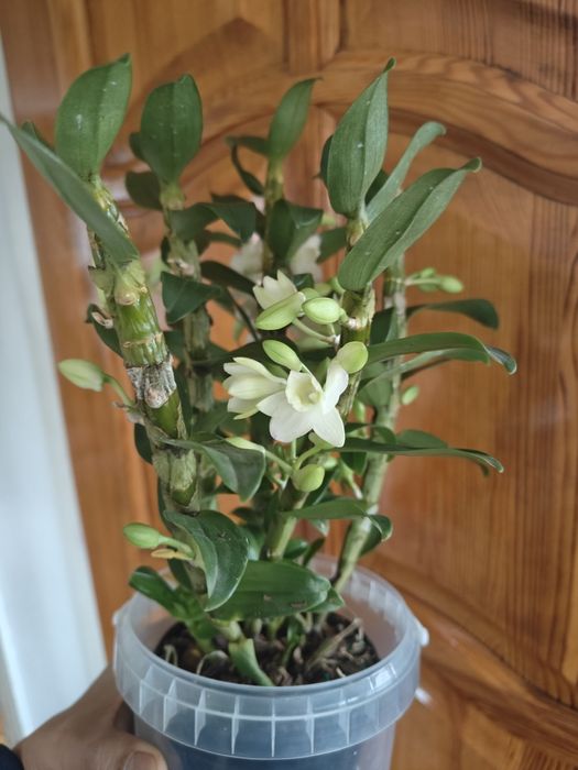 Орхидея дендробиум