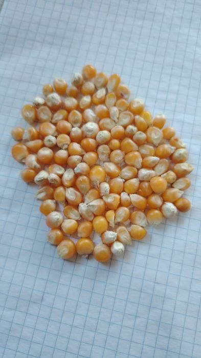 Кукуруза для попкорна,  сорт карамель