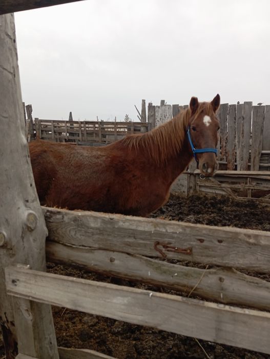 Продам кабылу 730000