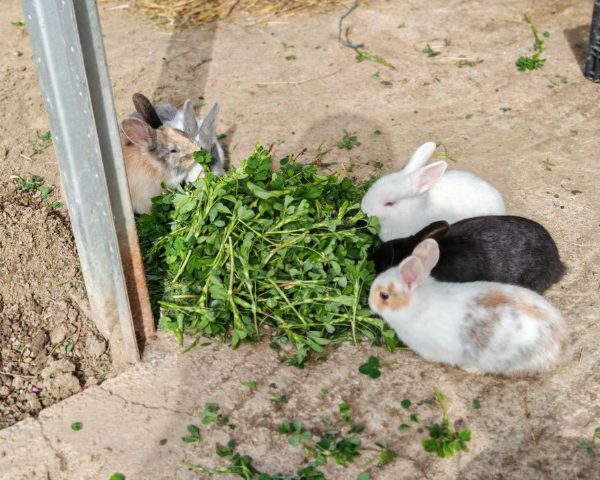 Vând iepurași, aproximativ 2 luni