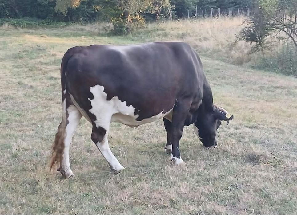 Vacă bună de lapte