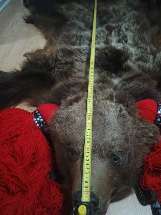 Piele de Urs Stare foarte buna