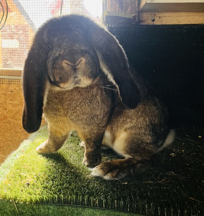 Mascul aguti din Mai 2025