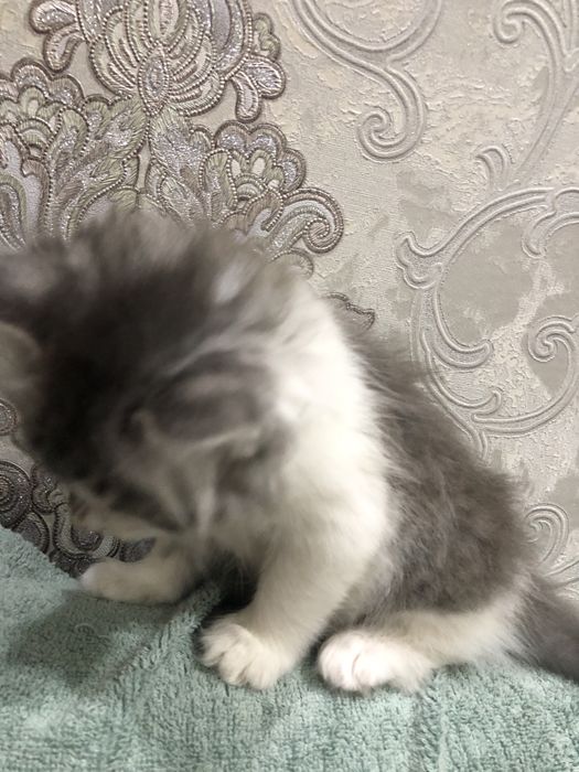 Oquseriysi heyland juda mexribon va shox scotish strayt juda aqqli