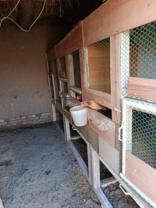 Qora shaxzoda va kulangi jujalar