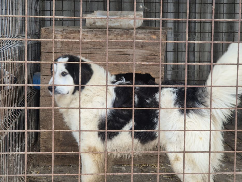 Mascul ciobanesc de bucovina