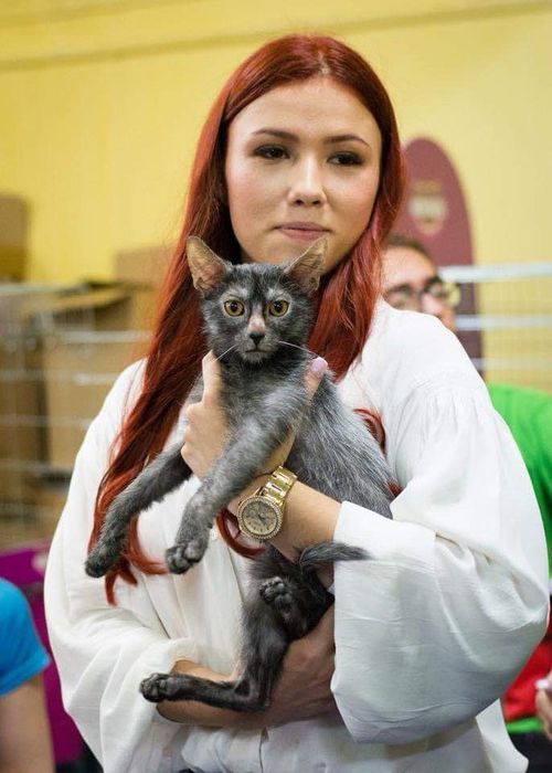 Lykoi cu pedigree (diferit de Sphynx)