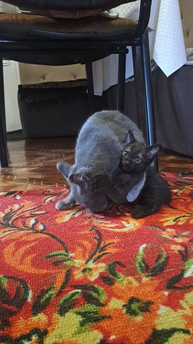 Котенок Шоколадка, кошка