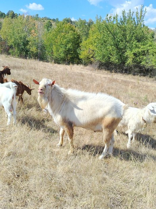 Vând țap saanen în vârstă de trei ani