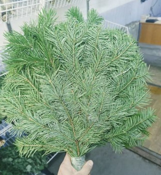Пихтовый веник Атырау 1200