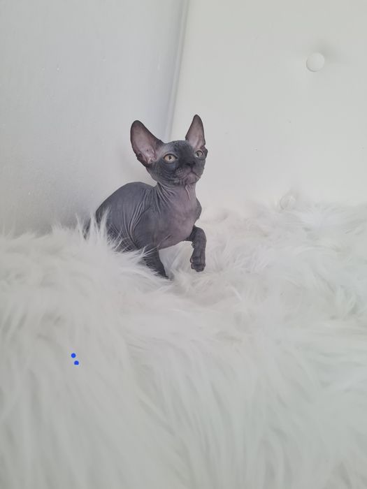 Pisicuta sphynx mascul  blue