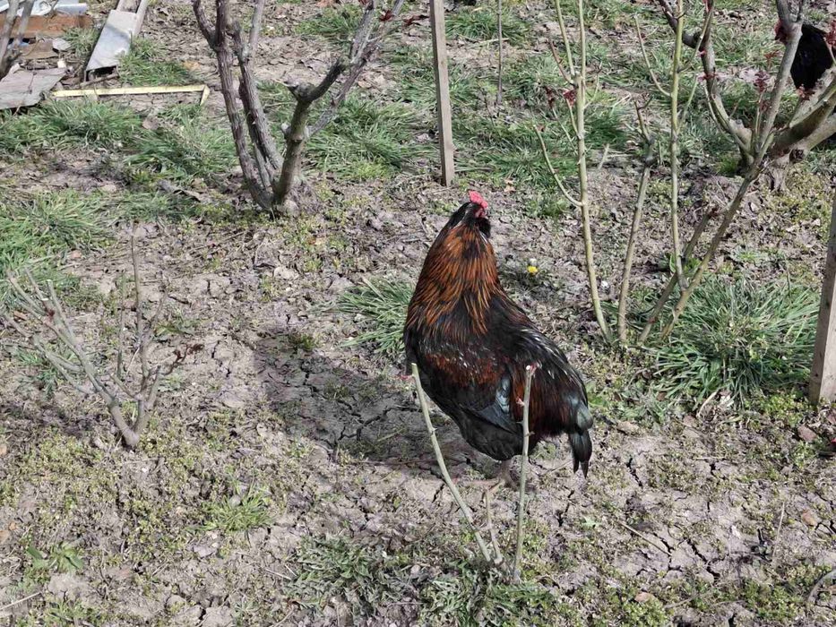 Петел порода Араукана