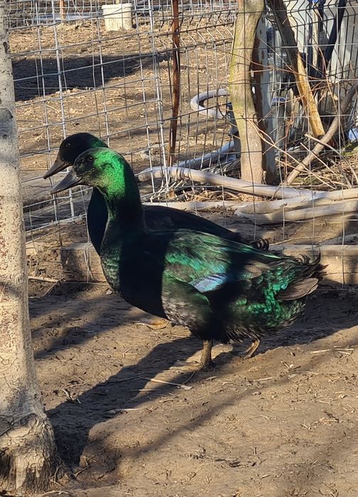 Rațe Cayuga pereche