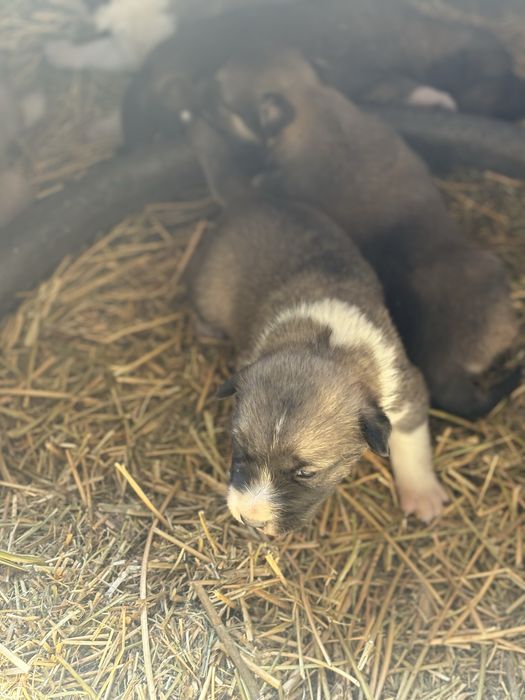 Продам щенят лайки