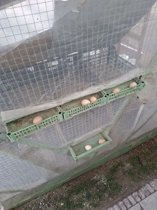 Срочно! Кора шахзода товуклар ва катак