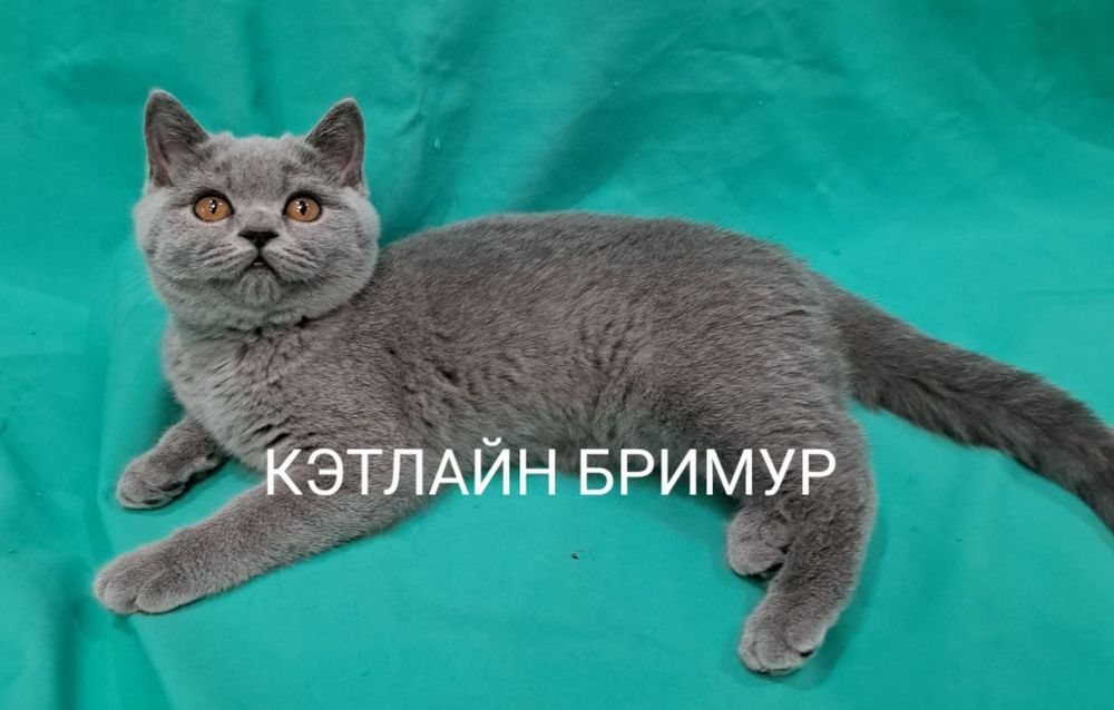 Британские котята!  Питомник!