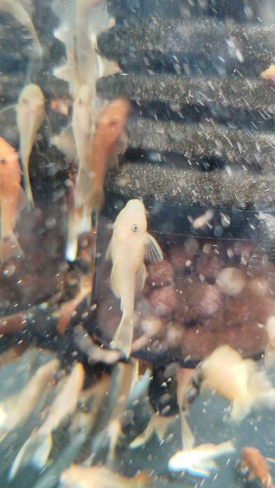 Подростки анциструсов