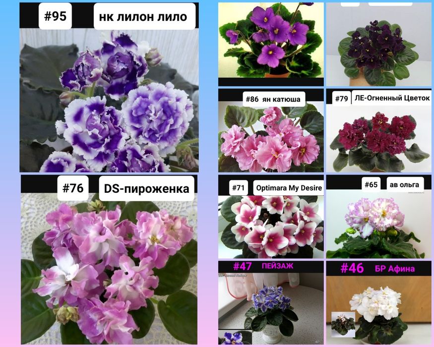 Детки сортовых фиалок