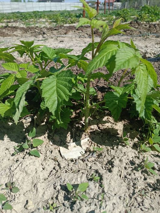 Ремонтантная малина