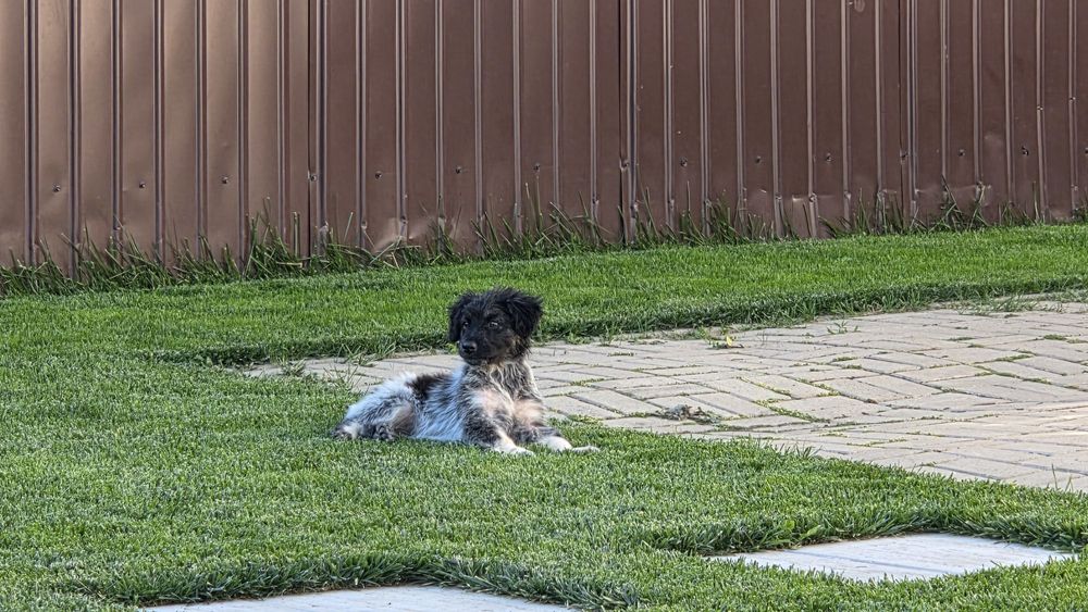 Cățel abandonat pentru adoptie