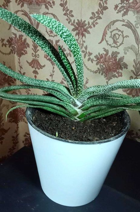 Продам Гастерия бородавчатая - неотразимая и привлекательная красотка.