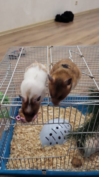 Хомяк сатылады набор