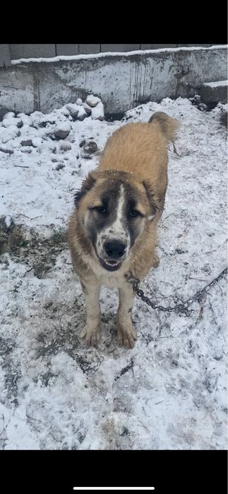 Тобет 8,5месяц алабай