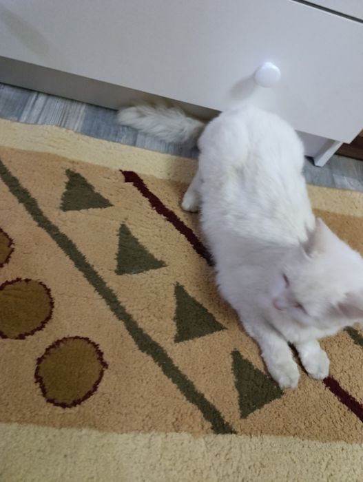 Отдам Кошку в хорошие руки