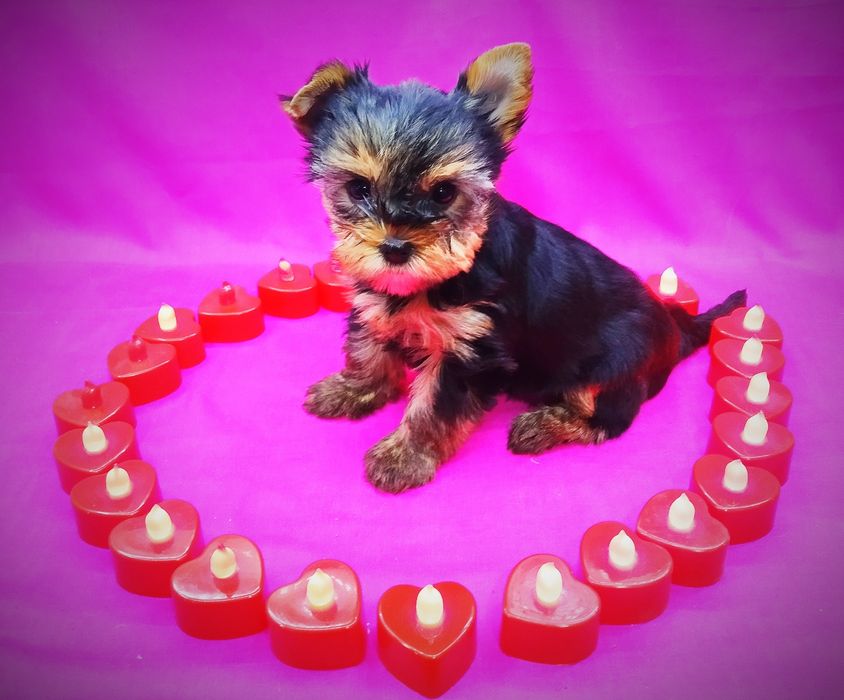 Щенки йоркширский терьер