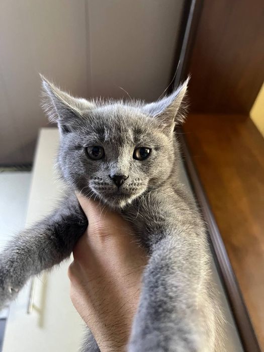 Продаются котята