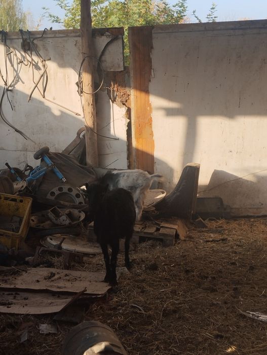 Продается коза 7штук