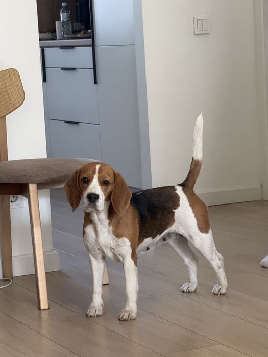 Щенки бигля Алматы