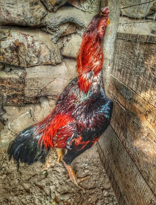 Дакан тухумлари сотилади