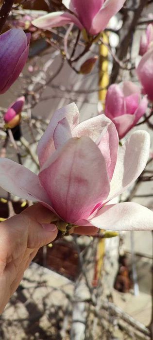 Магнолия Суланджа - декоротивное дерево