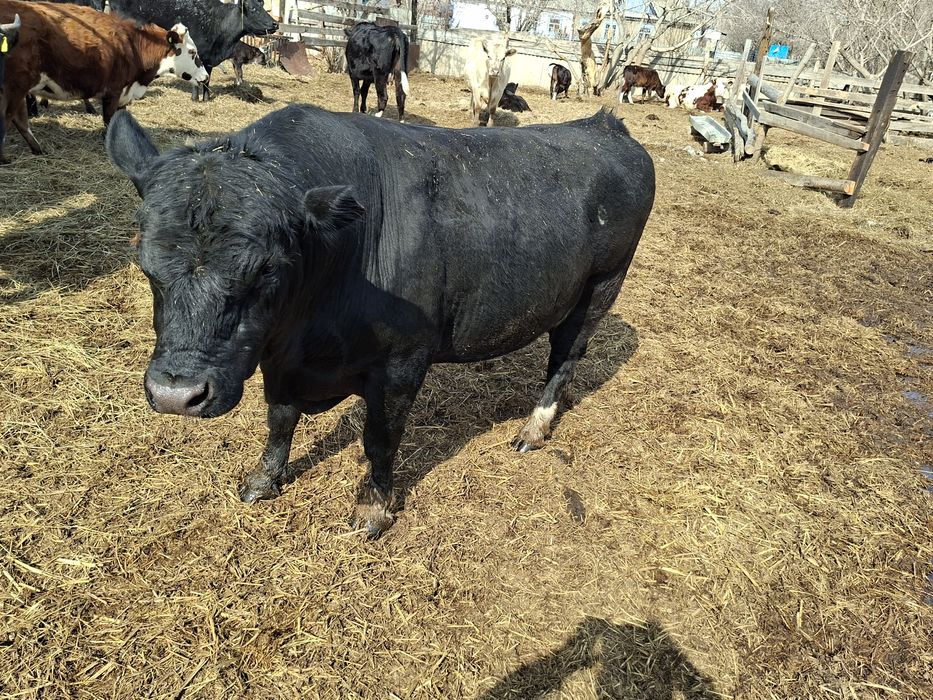 Продам  быка племенного