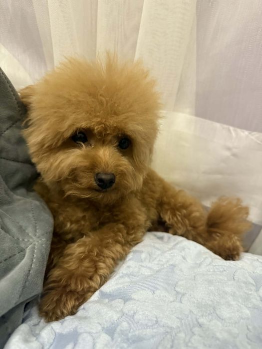 Той Пудел//Пудел Той