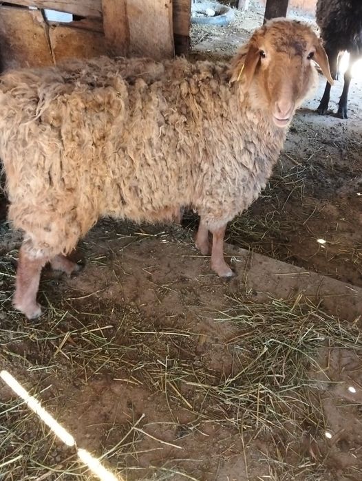 Продам токтушку.