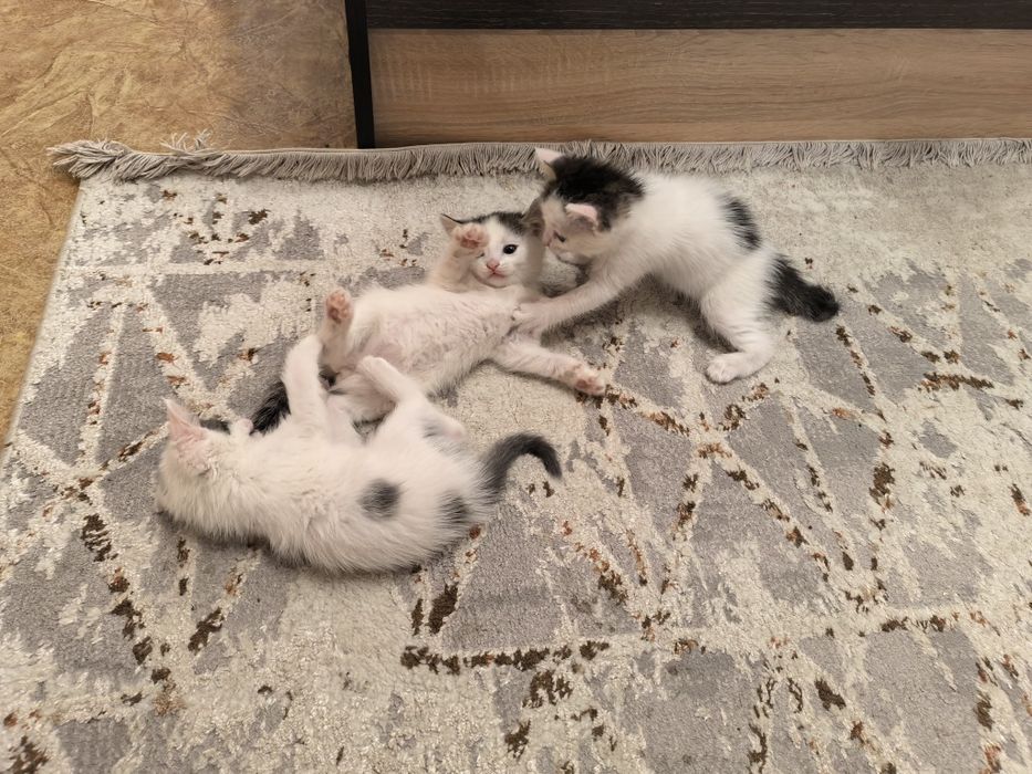 Отдам котят, бесплатно