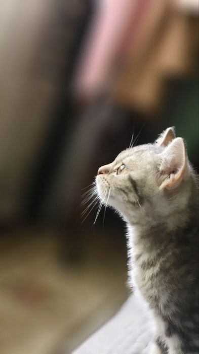 mushuk sotiladi shatlantski