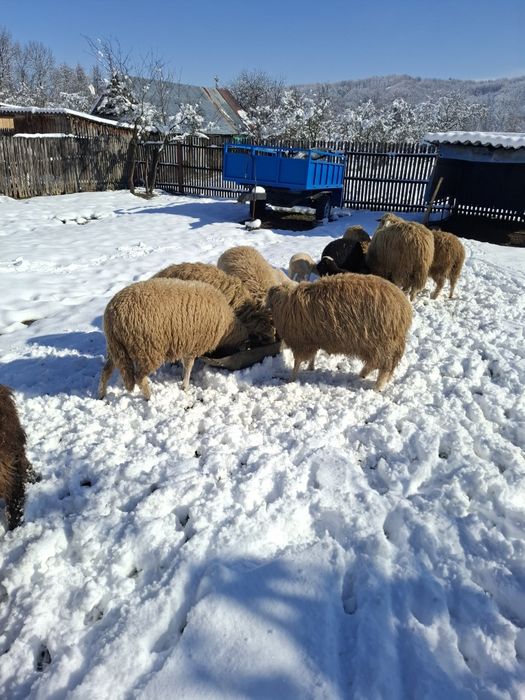 Vând oi cu miei după ele