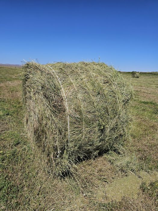 Сена рулон Шөп оптом