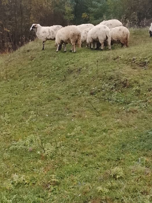 Vând 5 oi tinere 3 miele un berbec mior breaz și un berbecuț din primăvară tot breaz
