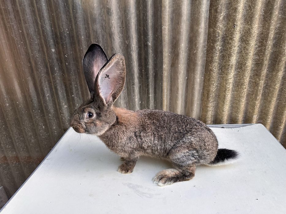 Iepuri uriaș german