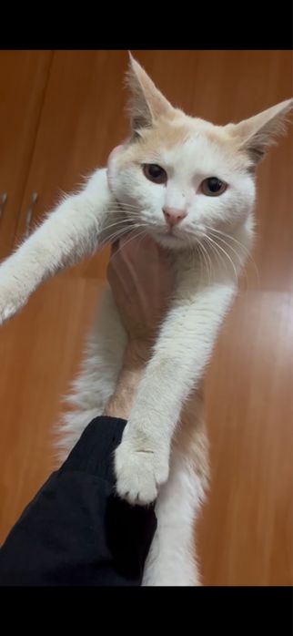 Отдам котика в добрые руки