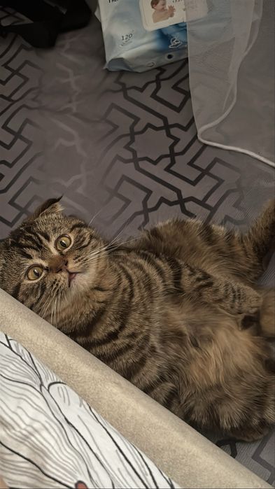 Отдам кота в добрые руки