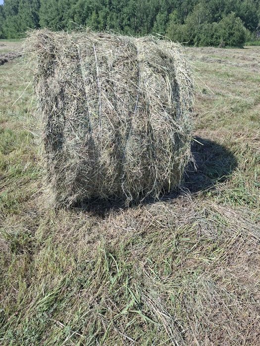 Продам сена  ...