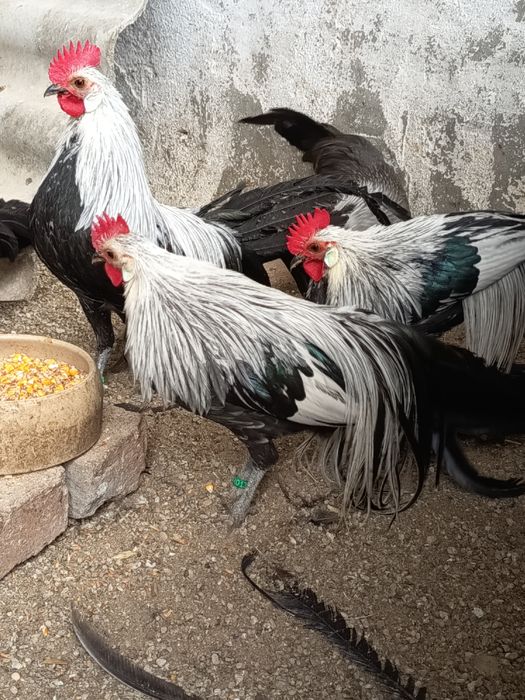 Găini Phönix pitic