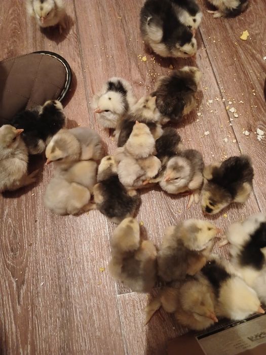 Продам цеплят и яйца